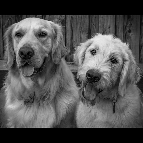 Meet your Posher, Gracie - Picture 1 of 1